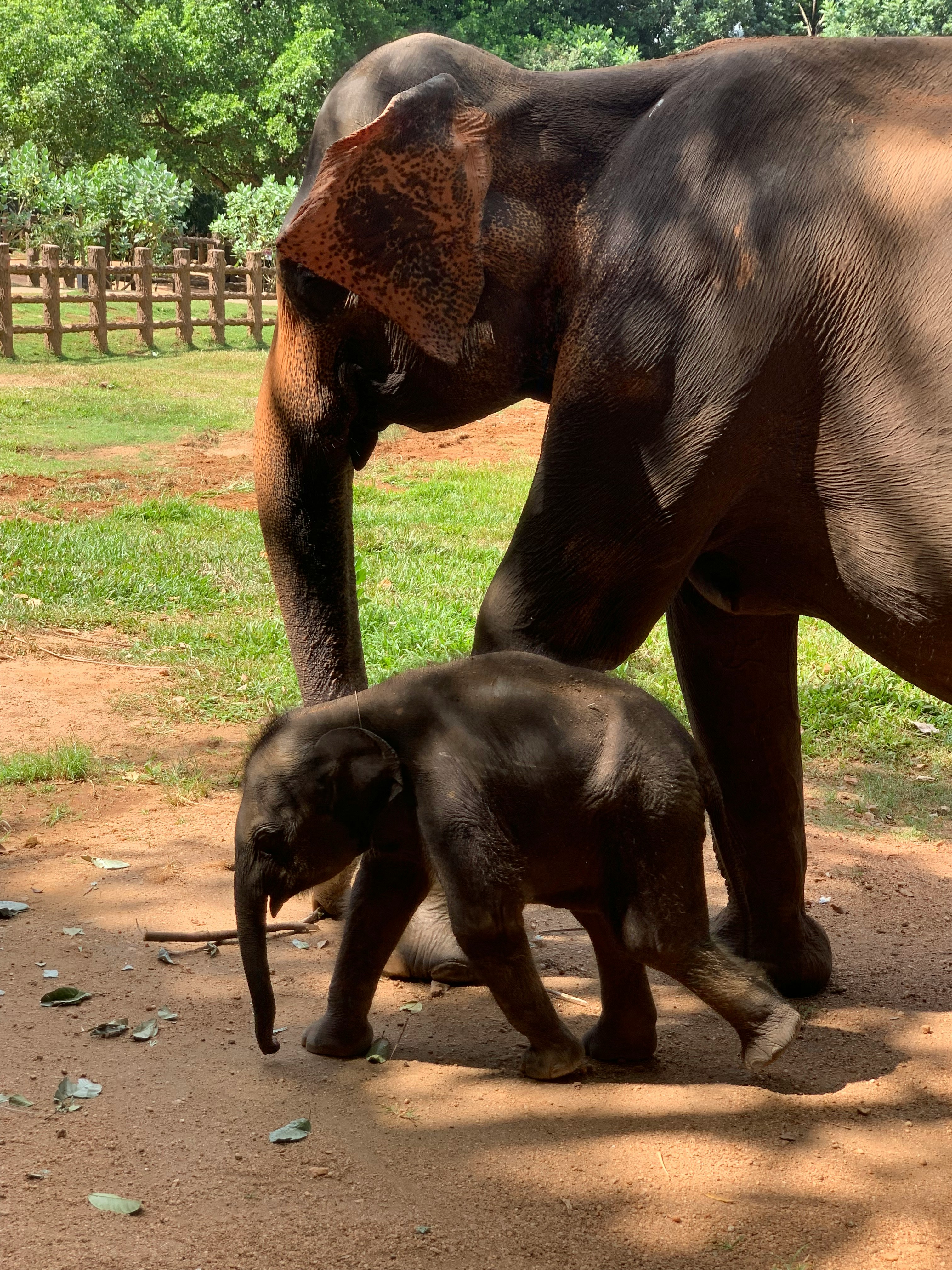 Elephant Sanctuary